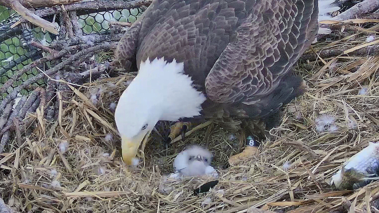 MiamiDade wild bald eagles hatch eggs on artificial platform Miami