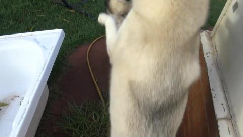 Malamute and Husky enjoy roast vegetables & chicken