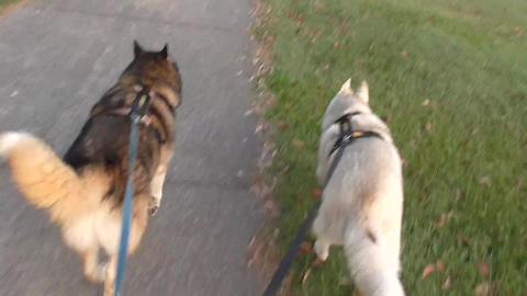 We met husky friends at the dog park