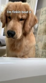 What Does My Dog Do When I Take a Bath?