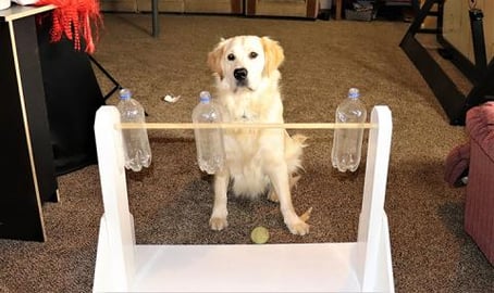 Golden Retriever Dogs Reaction To Interactive Dog Food Pu...