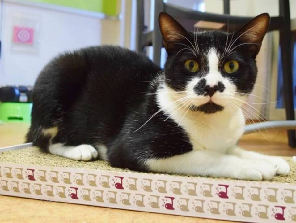 Sacramento County / Bradshaw animal shelter ‘extremely full