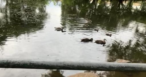 From baby ducks too baby malamute