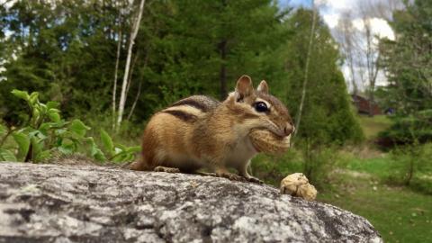 The New Adventures of Steve the Chipmunk / Spring 2021