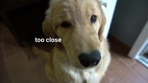 Puppy Escapes a Dinosaur!