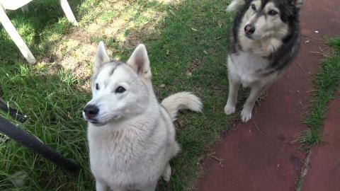 Special lunch for a husky & malamute