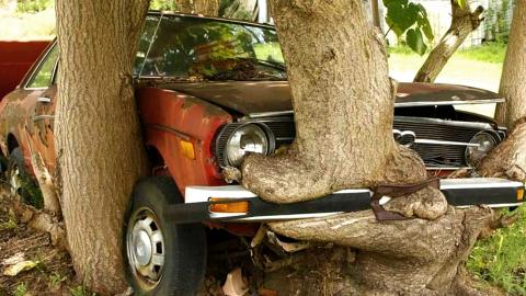 20 Trees Devouring Things