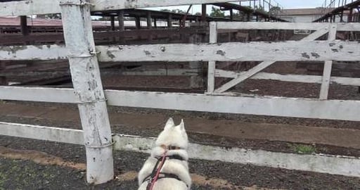 Husky smells at the cattle saleyards