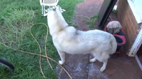 Husky girl gets dirty so she can try out the new doggy ba...