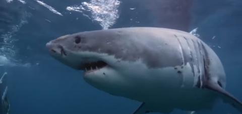 Great White Shark meets kayak  
