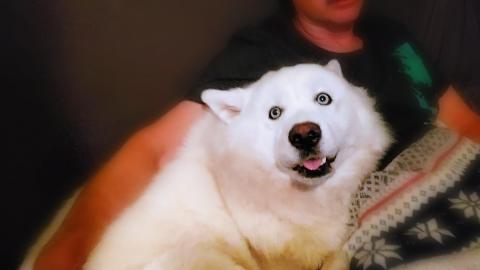 Scared Husky Only Wants To Be In Her Daddy's Lap