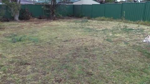 Husky's have fun getting down & dirty