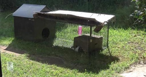 Happy Guinea Pigs & rescuing a Cavalier King Charles