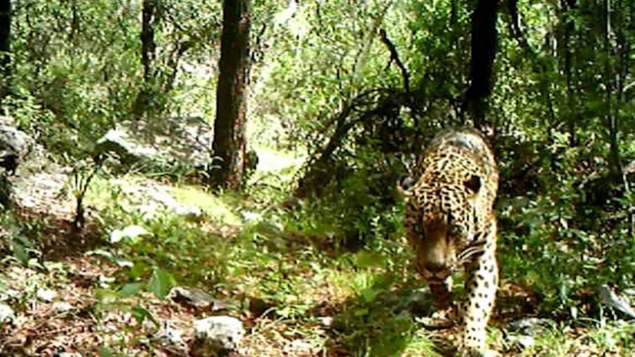 Arizona trail camera captures 8th jaguar seen in US since 1996