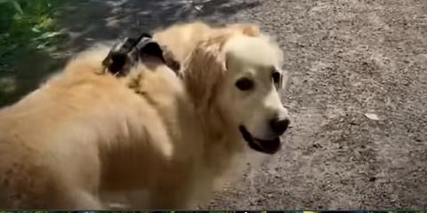 Morning walk on the Sunny Trail 