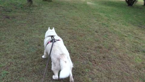 Reclaimed refuge tip turned into park and rabbits