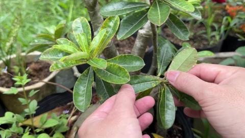 Instructions for growing frangipani from leaves extremely...