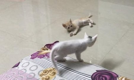 Gify &Tedy !! Lovely fight P-1 !!! 