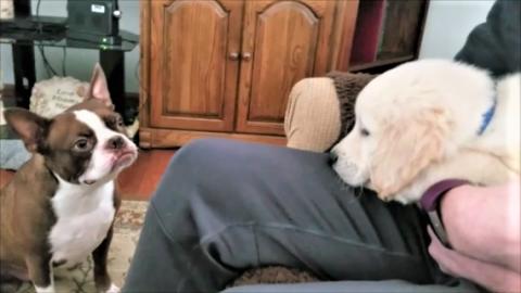 Golden Retriever Puppy Meets Boston Terrier Dog For The F...
