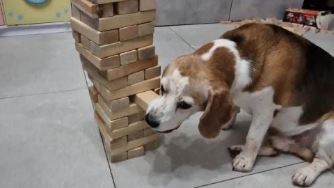 Beagle Charlie never stops practicing his Jenga skills!