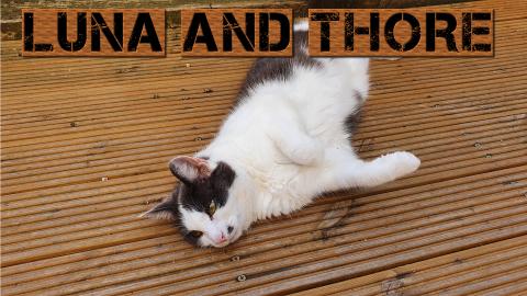 Odin 16 Years Old Kitten He Is Amazing