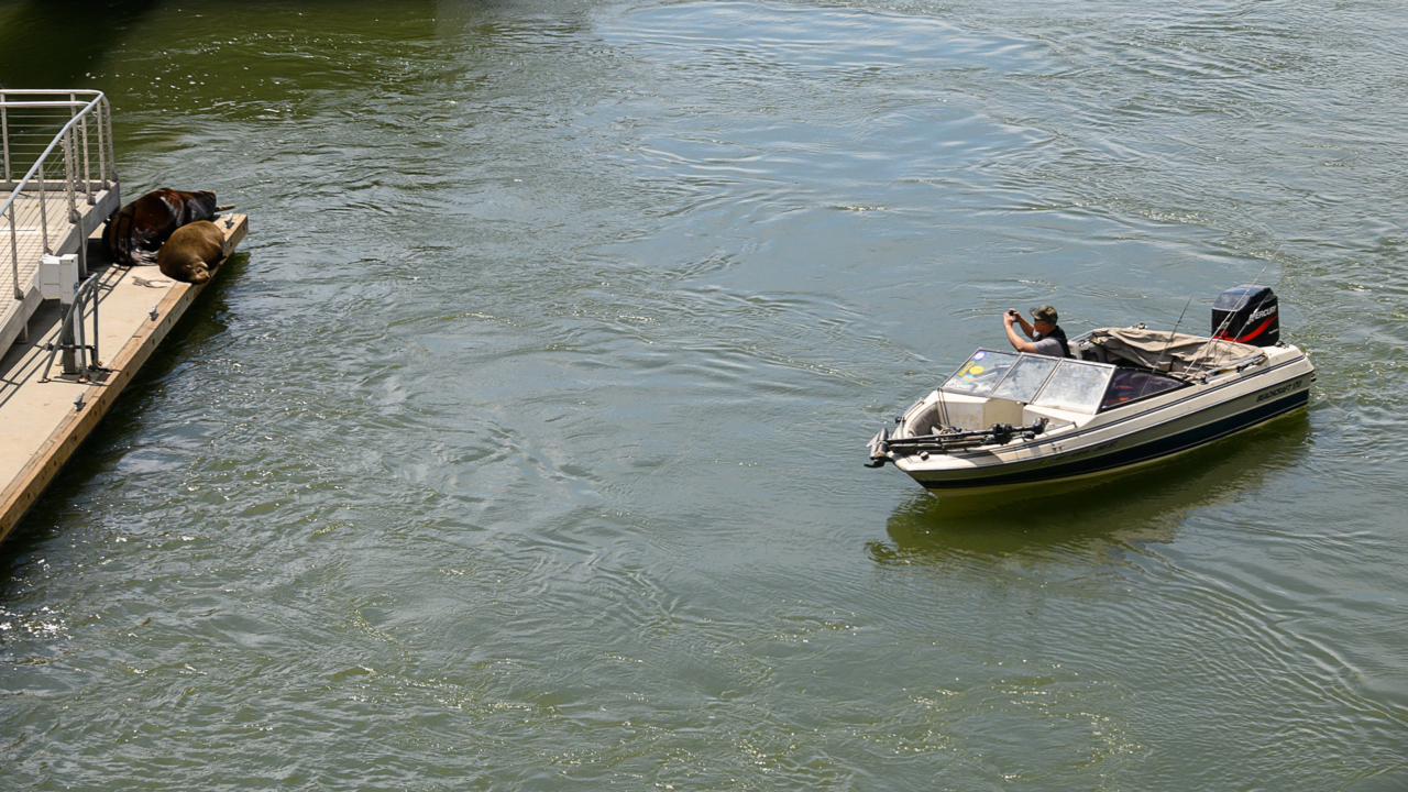 Sea lion showdown: Will the Sacramento River's visitors be a boon