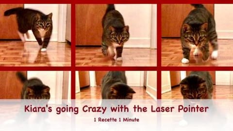 Kiara's going Crazy with the Laser Pointer / Funny Cat Sh...