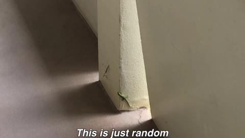 Gecko Attacks Praying Mantis - Instantly Regrets It