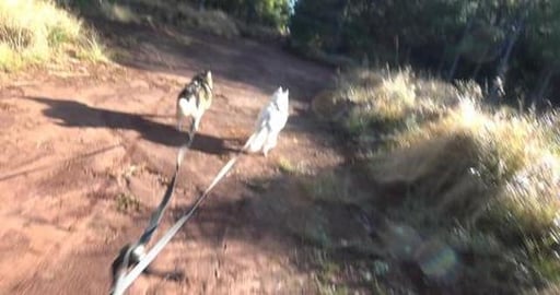 Poor dogs are tired and now time to go home for breakfast...