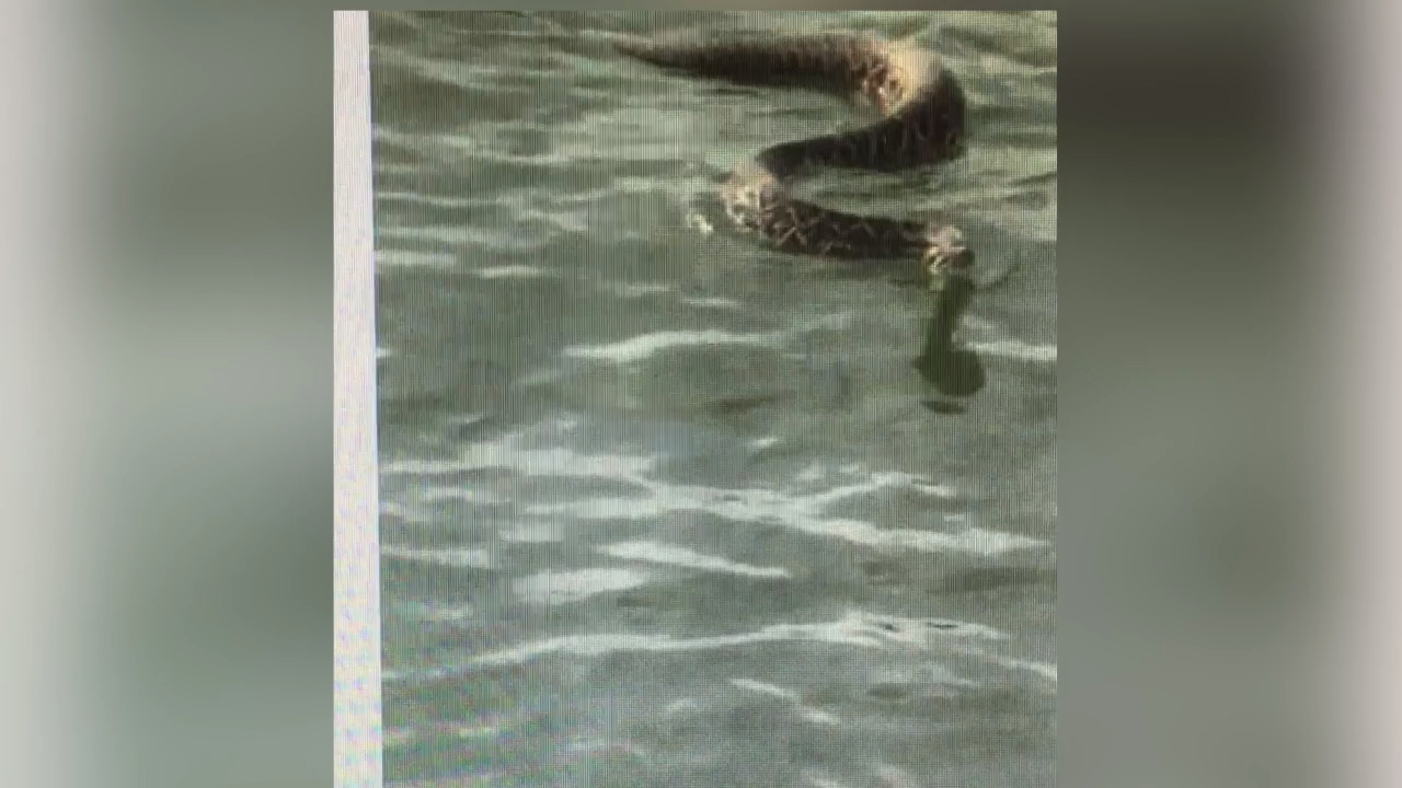 Video shows monstrous rattlesnake swimming to boaters on Bluffton's May