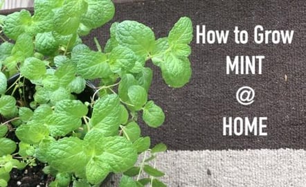 How to propagate Mint @ Home