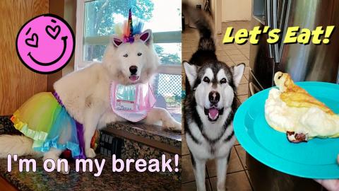 Breakfast With The WaterWolves | Fluffy Omelet 