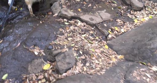 Husky's enjoying the creek above waterfall