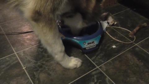 Malamute gets a slow feed bowl & long lead