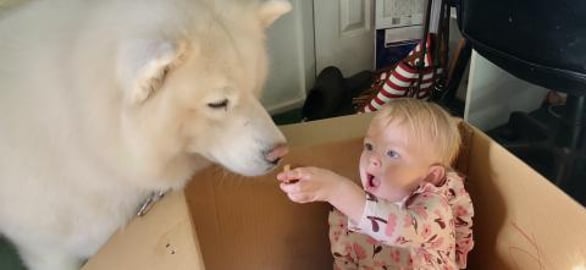 Husky Puts Baby In Box | Baby Feeds Huskies Treats and Co...