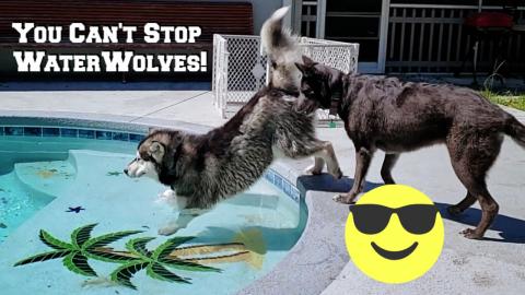 Malamute Reunited With Wolf Dog | They Sneak In Pool When...
