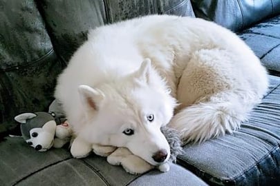 My Dog | Won't Leave Her Baby Alone To Go Potty