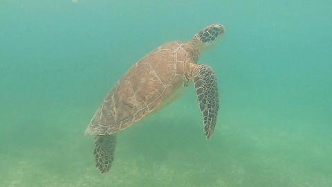 Mexico Part 7 - Snorkeling with the Turtles at Akumal Bea...