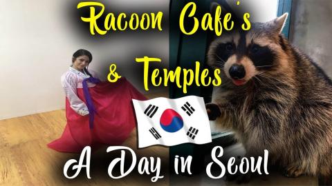 RACOON CAFE'S & TEMPLES! A DAY IN SEOUL | South Korea Tra...