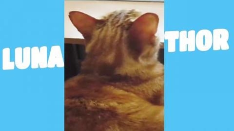 Elvis loves to watch TV 