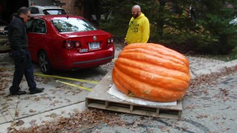 Woman wins a 1,474 pound pumpkin for charity to decorate ...