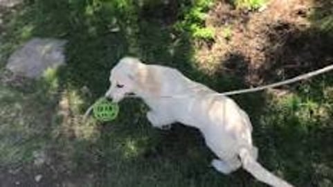 Lola and the Green Orb