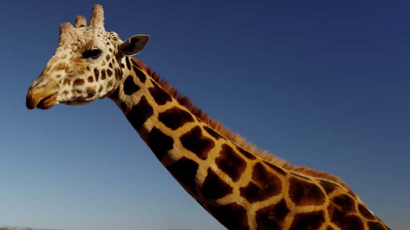 Mauritius ranks first in Africa in Global Innovation Index 2021 2 1 th