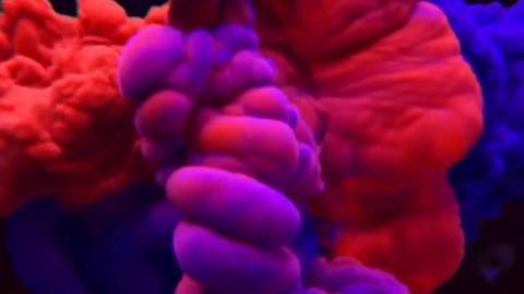 OUTLAWS FOR LIFE - Champions of The Arena - Apex Legends