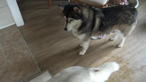 Malamute & husky eat humble cake