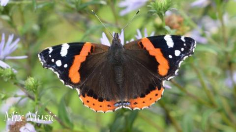 Graceful Butterflies | Relax & Uplift with Mix Music