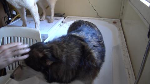 Malamute gets a bath & husky must join in