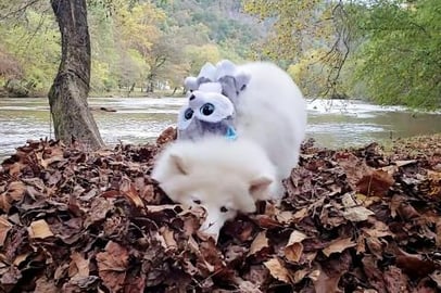 Beautiful Husky Playing In Leaves