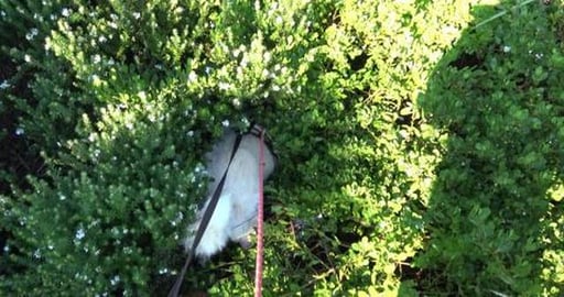 Catching up with Malamute & Samoyed girls on a beautiful ...