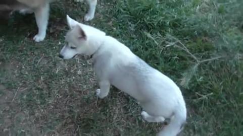 Puppy husky Tikaani with treat and growing up